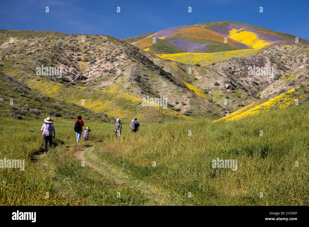 Les randonneurs à pied vers les champs et les collines de fleurs sauvages dans le Carrizo Plains National Monument pendant un super bloom 1 avril 2017 dans le sud-est du comté de San Luis Obispo, en Californie. Hiver record tout au long de la Californie a conduit à enregistrer fleurs fleurs sauvages dans la région. Banque D'Images
