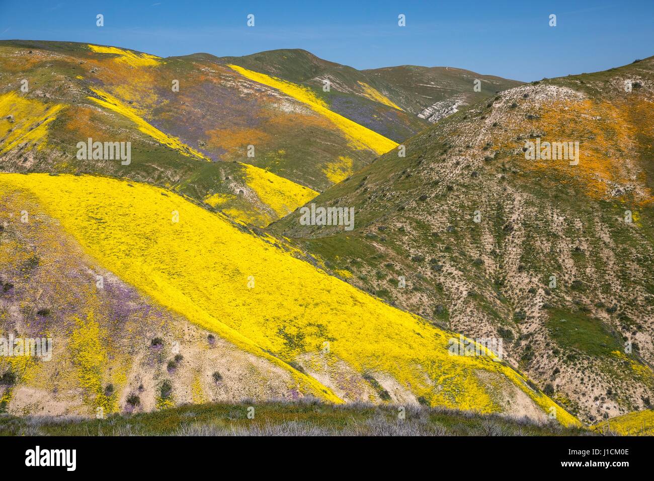 Tapis de Fleurs sauvages les champs et les collines du Carrizo Plains National Monument pendant un super bloom 2 avril 2017 dans le sud-est du comté de San Luis Obispo, en Californie. Hiver record tout au long de la Californie a conduit à enregistrer fleurs fleurs sauvages dans la région. Banque D'Images
