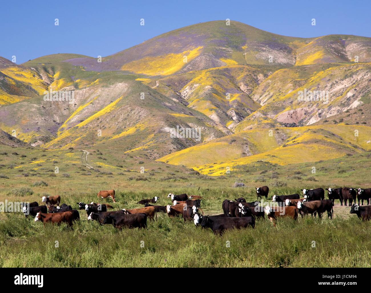 Le bétail paître dans les champs de l'Carrizo Plains National Monument pendant un super bloom 10 avril 2017 dans le sud-est du comté de San Luis Obispo, en Californie. Hiver record tout au long de la Californie a conduit à enregistrer fleurs fleurs sauvages dans la région. Banque D'Images