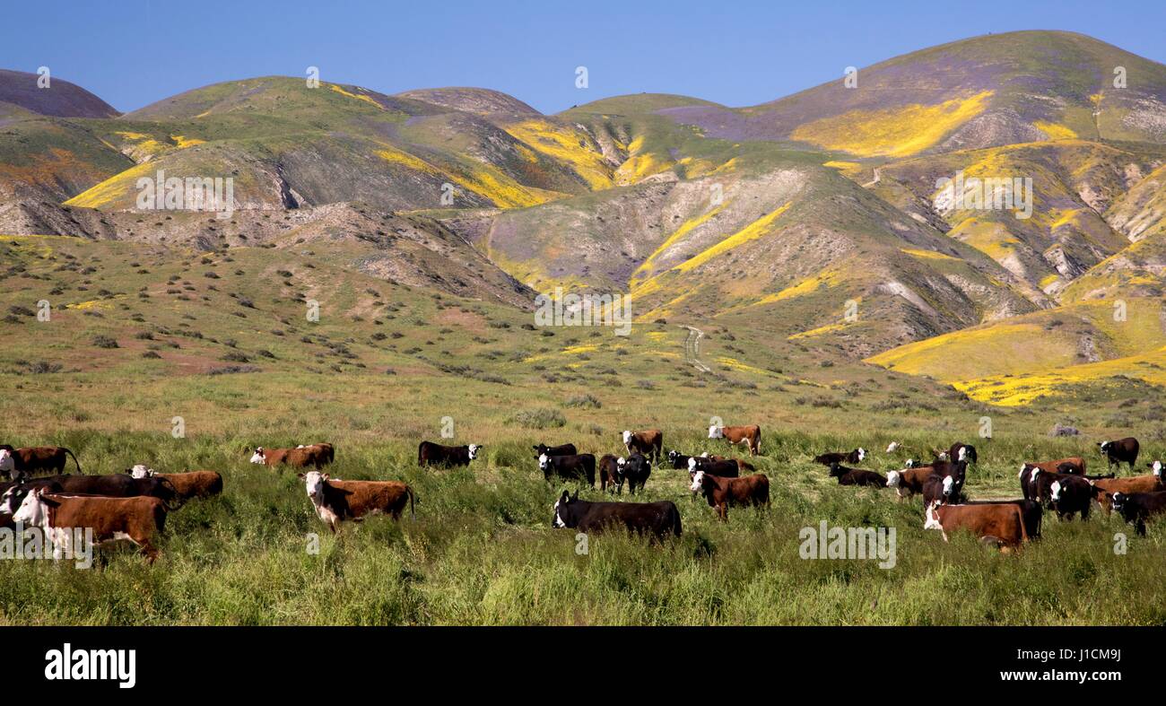 Le bétail paître dans les champs de l'Carrizo Plains National Monument pendant un super bloom 10 avril 2017 dans le sud-est du comté de San Luis Obispo, en Californie. Hiver record tout au long de la Californie a conduit à enregistrer fleurs fleurs sauvages dans la région. Banque D'Images