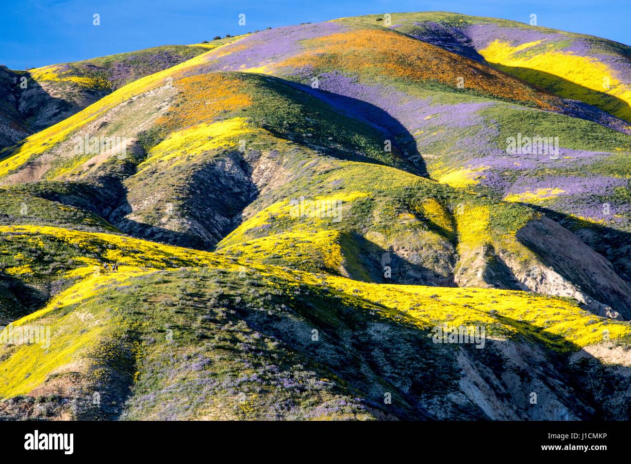 Tapis de Fleurs sauvages les champs et les collines du Carrizo Plains National Monument pendant un super bloom 1 avril 2017 dans le sud-est du comté de San Luis Obispo, en Californie. Hiver record tout au long de la Californie a conduit à enregistrer fleurs fleurs sauvages dans la région. Banque D'Images