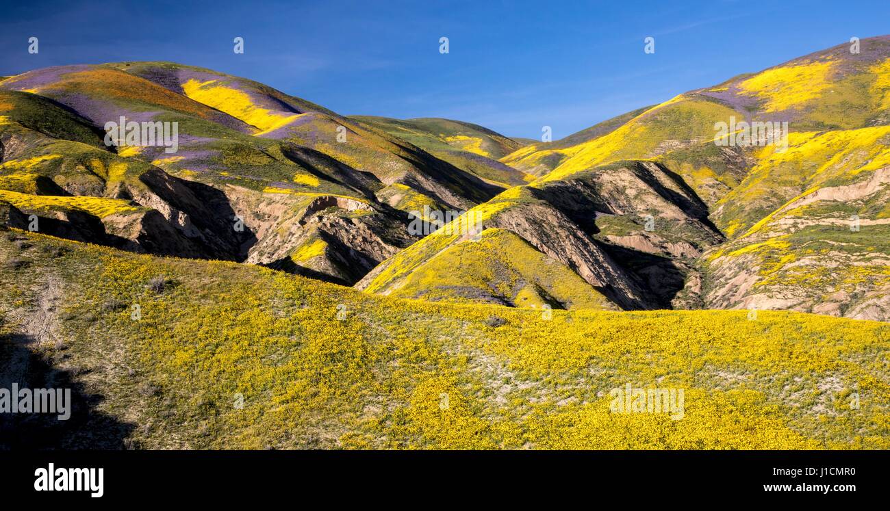 Tapis de Fleurs sauvages les champs et les collines du Carrizo Plains National Monument pendant un super bloom 1 avril 2017 dans le sud-est du comté de San Luis Obispo, en Californie. Hiver record tout au long de la Californie a conduit à enregistrer fleurs fleurs sauvages dans la région. Banque D'Images