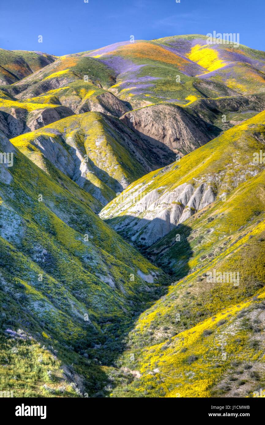 Tapis de Fleurs sauvages les champs et les collines du Carrizo Plains National Monument pendant un super bloom 1 avril 2017 dans le sud-est du comté de San Luis Obispo, en Californie. Hiver record tout au long de la Californie a conduit à enregistrer fleurs fleurs sauvages dans la région. Banque D'Images