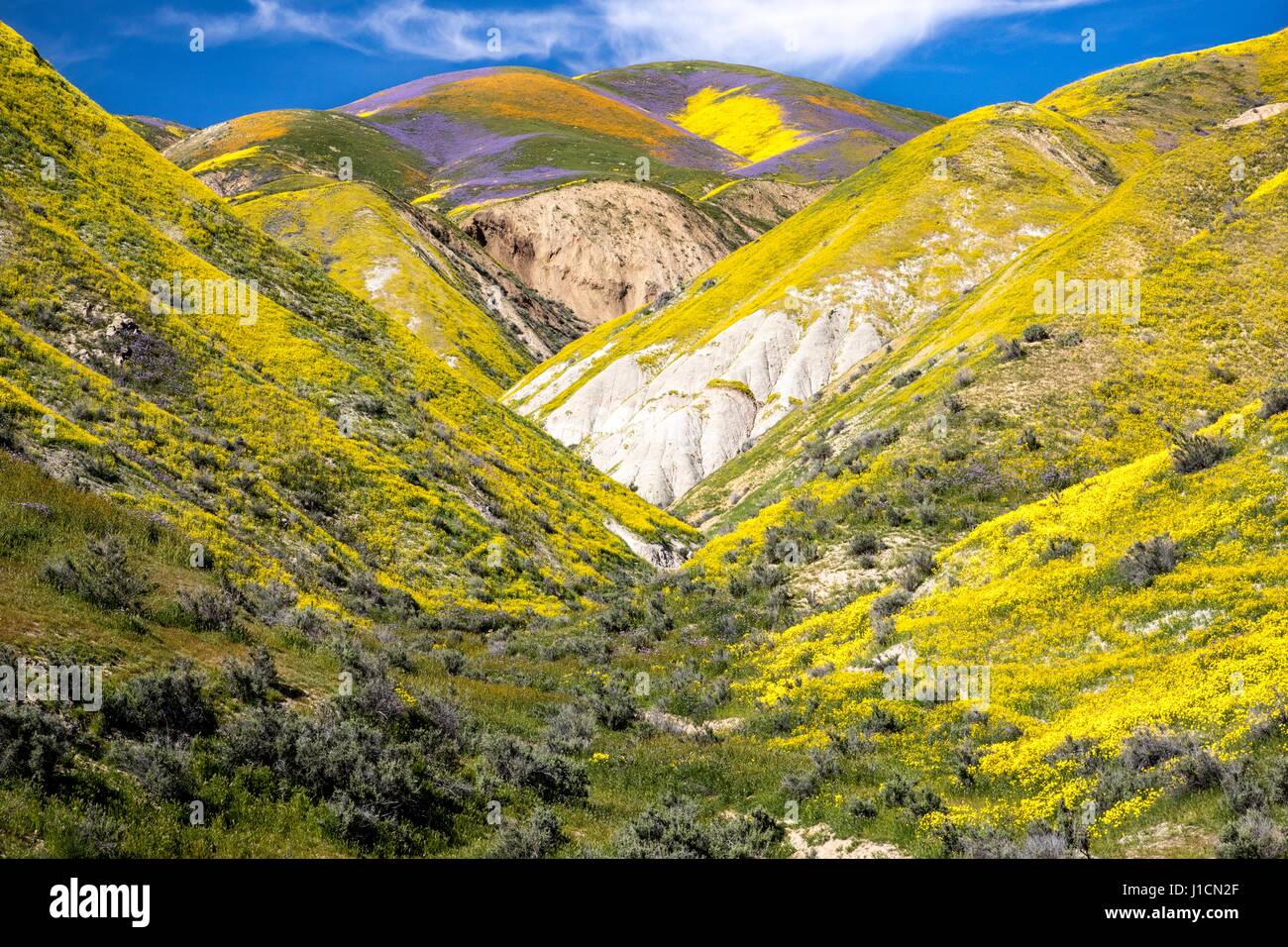 Tapis de Fleurs sauvages les champs et les collines du Carrizo Plains National Monument pendant un super bloom 1 avril 2017 dans le sud-est du comté de San Luis Obispo, en Californie. Hiver record tout au long de la Californie a conduit à enregistrer fleurs fleurs sauvages dans la région. Banque D'Images