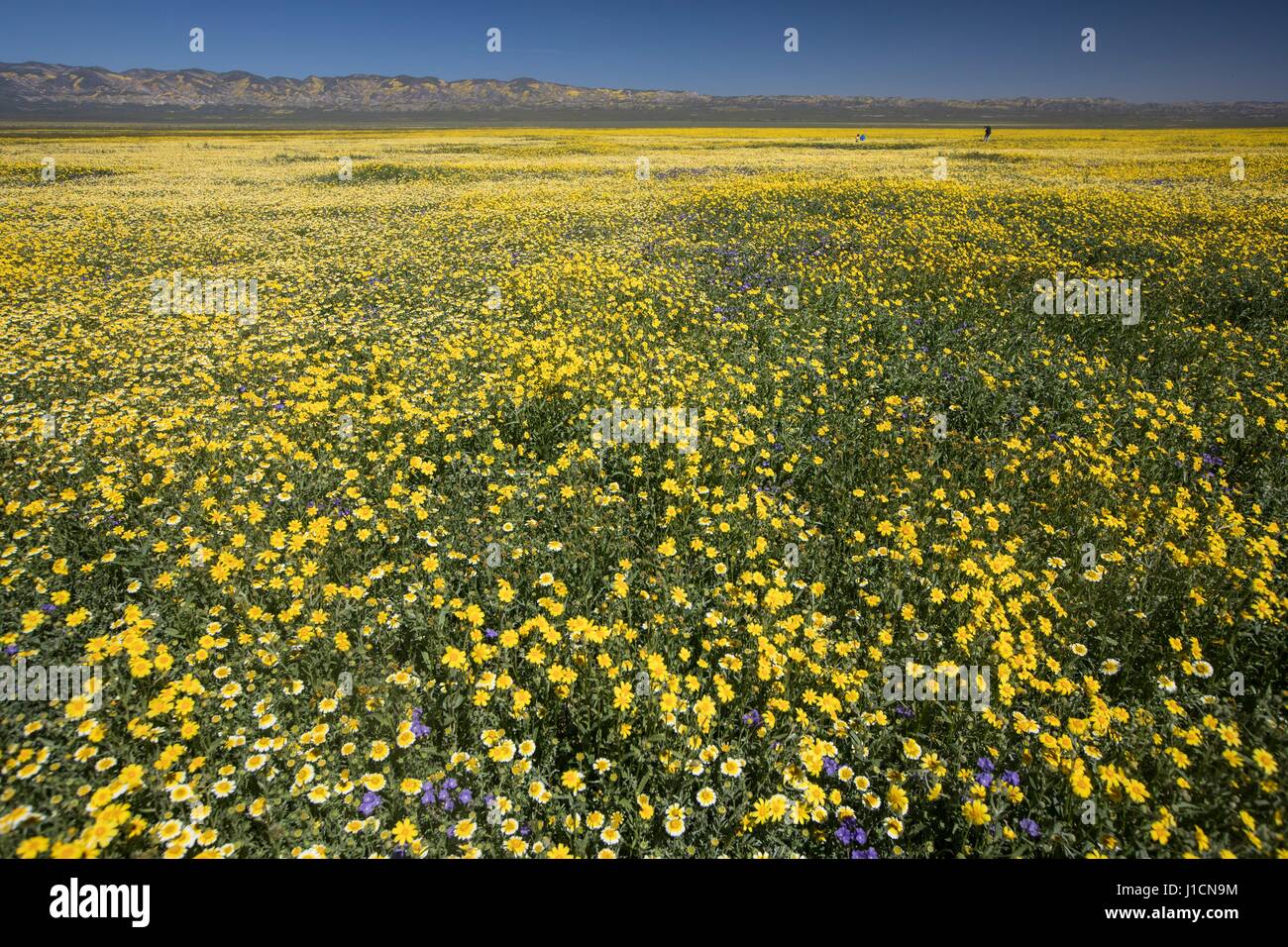 Tapis de Fleurs sauvages les champs et les collines du Carrizo Plains National Monument pendant un super bloom 1 avril 2017 dans le sud-est du comté de San Luis Obispo, en Californie. Hiver record tout au long de la Californie a conduit à enregistrer fleurs fleurs sauvages dans la région. Banque D'Images