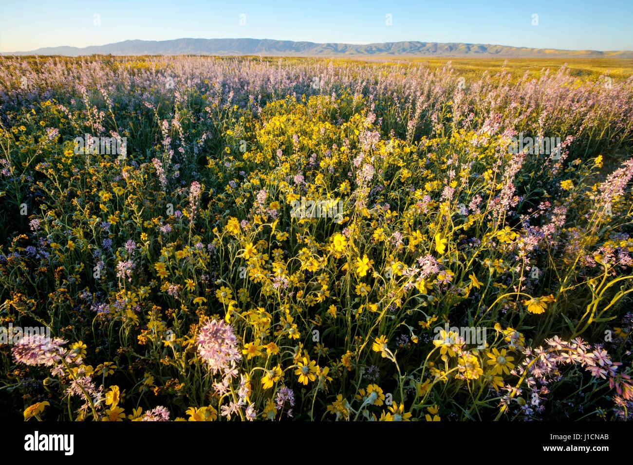Tapis de Fleurs sauvages les champs et les collines du Carrizo Plains National Monument pendant un super bloom 1 avril 2017 dans le sud-est du comté de San Luis Obispo, en Californie. Hiver record tout au long de la Californie a conduit à enregistrer fleurs fleurs sauvages dans la région. Banque D'Images