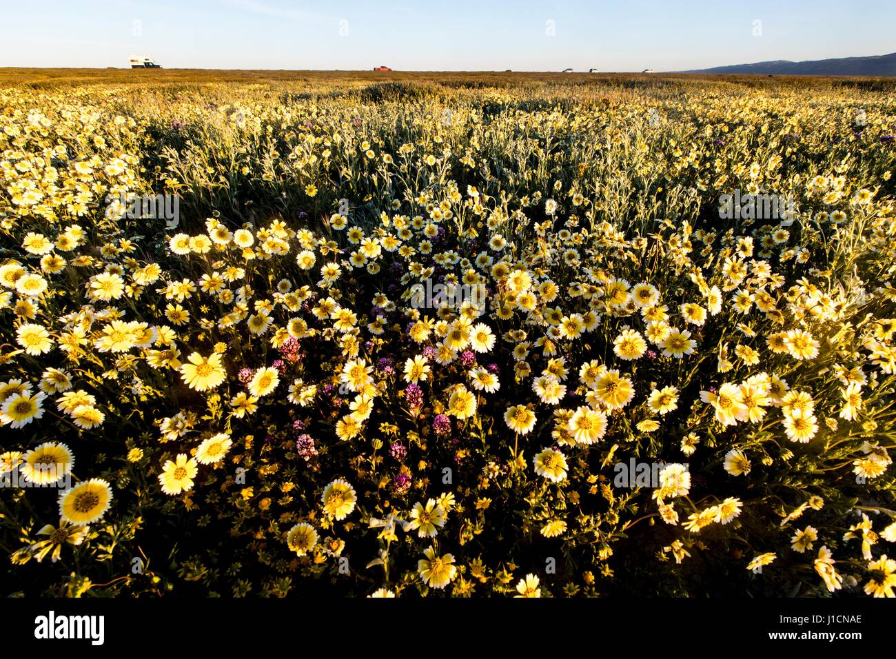 Tapis de Fleurs sauvages les champs et les collines du Carrizo Plains National Monument pendant un super bloom 1 avril 2017 dans le sud-est du comté de San Luis Obispo, en Californie. Hiver record tout au long de la Californie a conduit à enregistrer fleurs fleurs sauvages dans la région. Banque D'Images