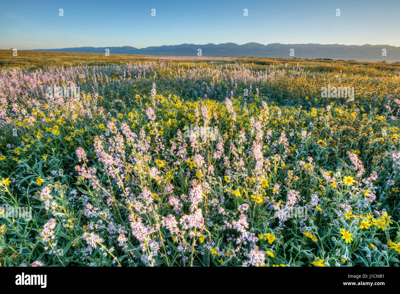 Tapis de Fleurs sauvages les champs et les collines du Carrizo Plains National Monument pendant un super bloom 1 avril 2017 dans le sud-est du comté de San Luis Obispo, en Californie. Hiver record tout au long de la Californie a conduit à enregistrer fleurs fleurs sauvages dans la région. Banque D'Images