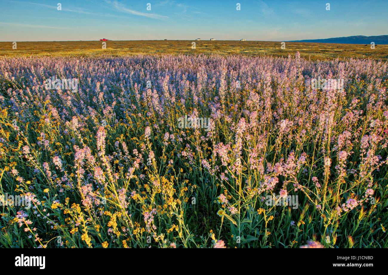 Tapis de Fleurs sauvages les champs et les collines du Carrizo Plains National Monument pendant un super bloom 1 avril 2017 dans le sud-est du comté de San Luis Obispo, en Californie. Hiver record tout au long de la Californie a conduit à enregistrer fleurs fleurs sauvages dans la région. Banque D'Images