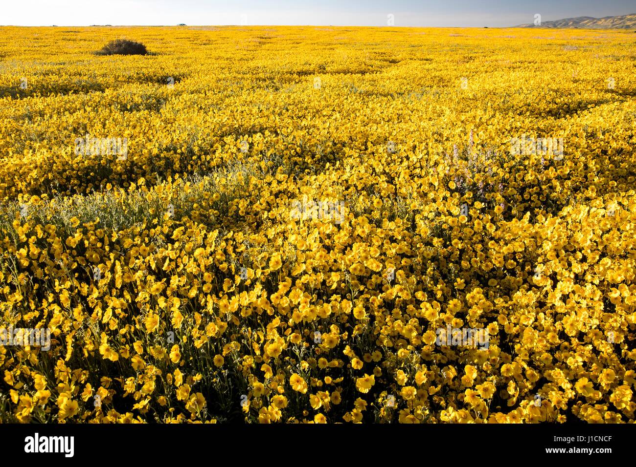 Tapis de Fleurs sauvages les champs et les collines du Carrizo Plains National Monument pendant un super bloom 31 mars 2017 dans le sud-est du comté de San Luis Obispo, en Californie. Hiver record tout au long de la Californie a conduit à enregistrer fleurs fleurs sauvages dans la région. Banque D'Images