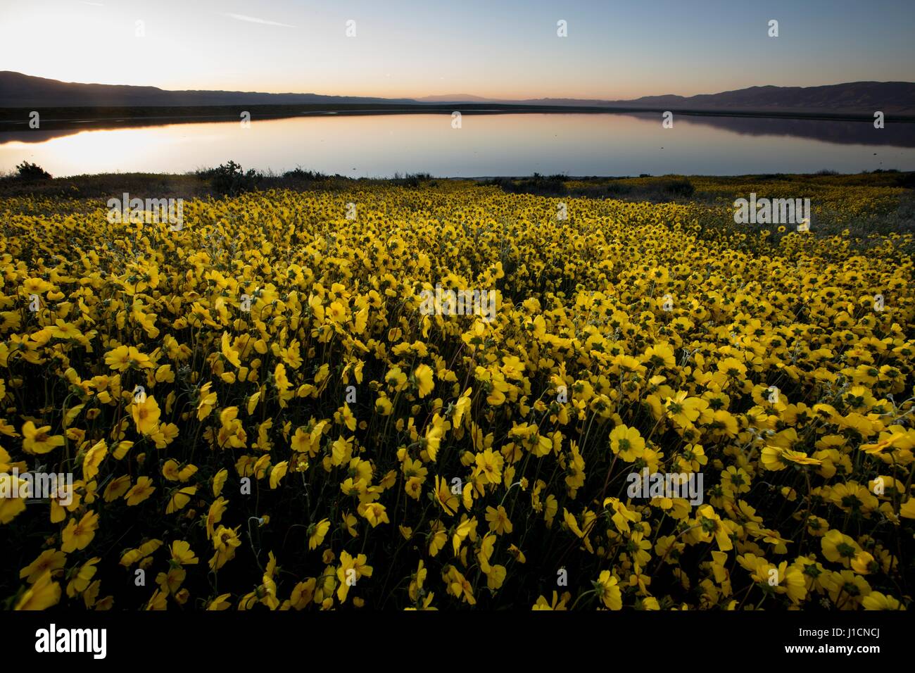 Coucher de soleil sur les champs de fleurs sauvages et collines de Carrizo Plains National Monument pendant un super bloom 1 avril 2017 dans le sud-est du comté de San Luis Obispo, en Californie. Hiver record tout au long de la Californie a conduit à enregistrer fleurs fleurs sauvages dans la région. Banque D'Images