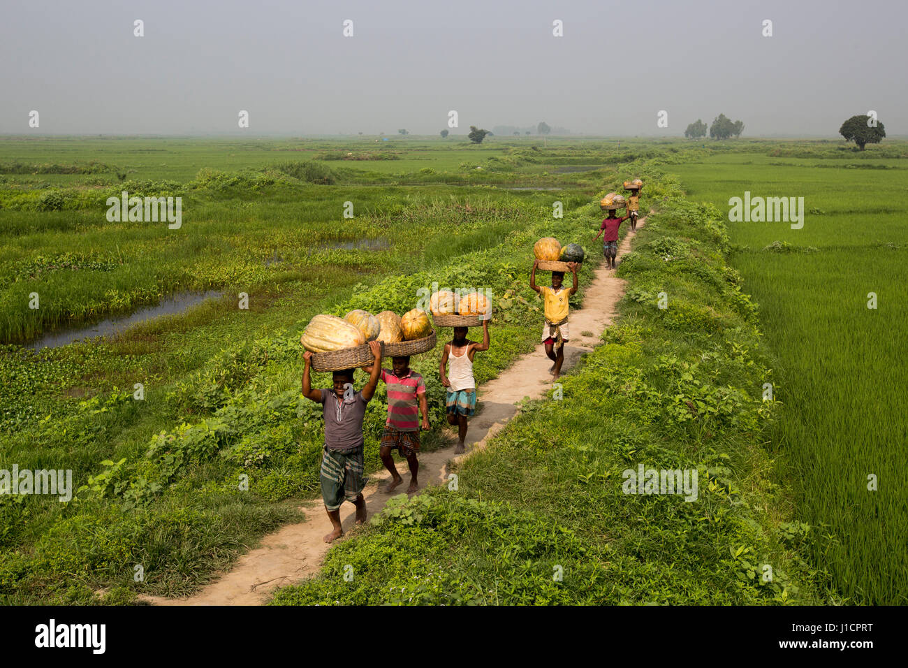 Les agriculteurs transportent des paniers de citrouilles à Arial Beel. Munshiganj, au Bangladesh. Banque D'Images