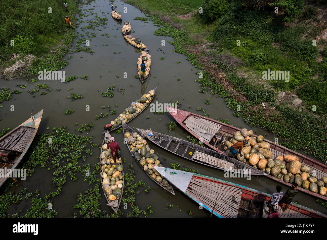 Les bateaux avec des citrouilles sont en attente de déchargement à Arial Beel. Munshiganj, au Bangladesh. Banque D'Images