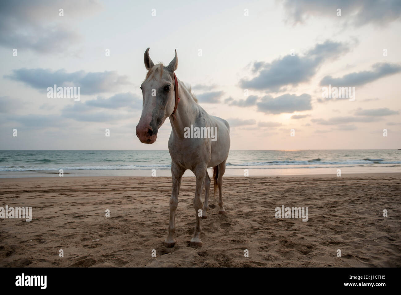 Cheval Blanc Au Coucher Du Soleil Sur Une Plage De Goa