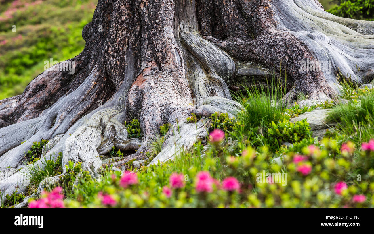 Racines d'un impressionnant de pin (Pinus cembra) alpenroses à fleurs Banque D'Images