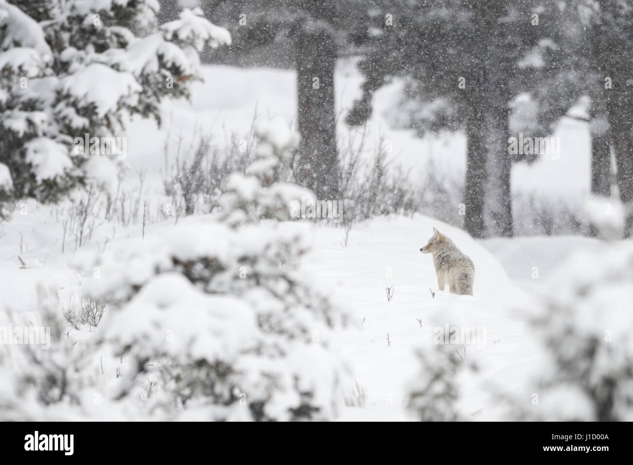 ( Kojote / Coyote Canis latrans ) dans les bois, sur une journée d'hiver avec des chutes de neige importantes, sur la distance, NP Yellowstone, Wyoming, USA. Banque D'Images