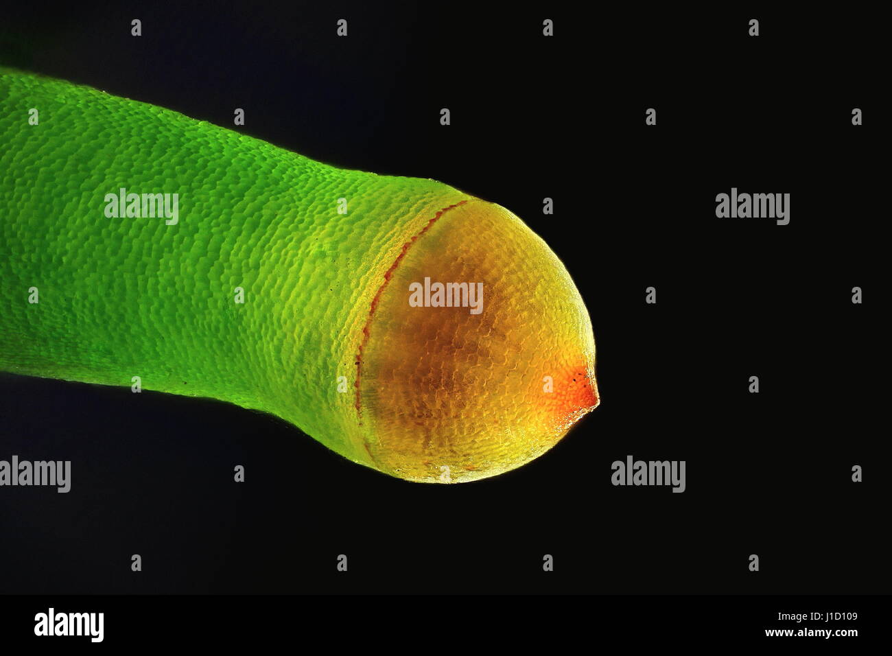 Capsule de spores de Plagiomnium affine, beaucoup de thym à gros fruits-moss, microscope droit Banque D'Images