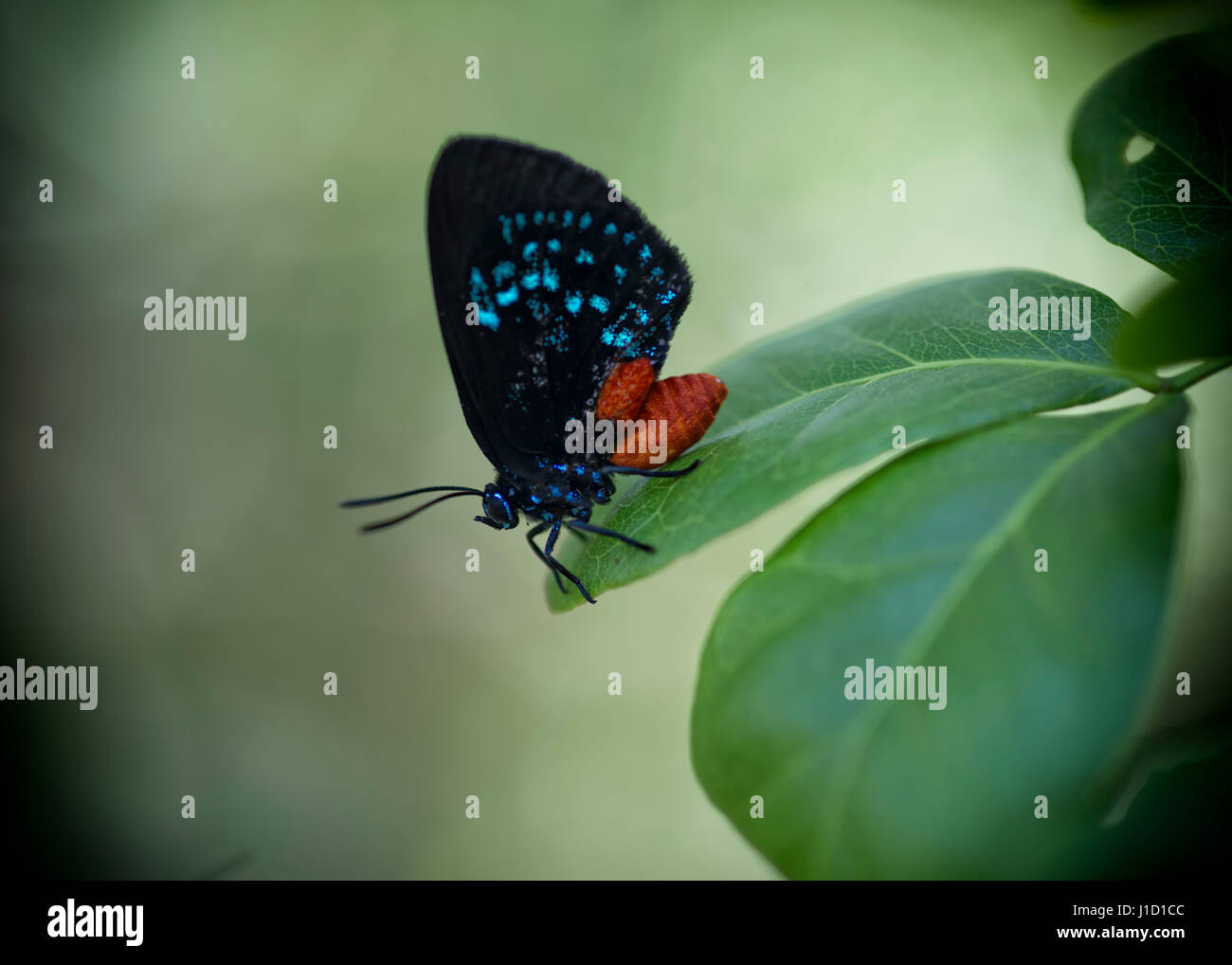 Atala (Eumaeus atala florida) est assis sur une feuille à Miami, Floride. Il avertit l'ennemi avec des couleurs qu'il n'est pas acceptable. Eumaeus atala florida ont été démis pour avoir été éteint parce qu'il n'a pas été vu dans les années 1937-1959. Cette espèce vit seulement au sud de la floride et dans les clefs.|Atala (Eumaeus atala) Banque D'Images Atala (Eumaeus atala florida) est assis sur une feuille à Miami, Floride. Il avertit l'ennemi avec des couleurs qu'il n'est pas acceptable. Eumaeus atala florida ont été démis pour avoir été éteint parce qu'il n'a pas été vu dans les années 1937-1959. Cette espèce vit seulement au sud de la floride et dans les clefs.|Atala (Eumaeus atala) Banque D'Images