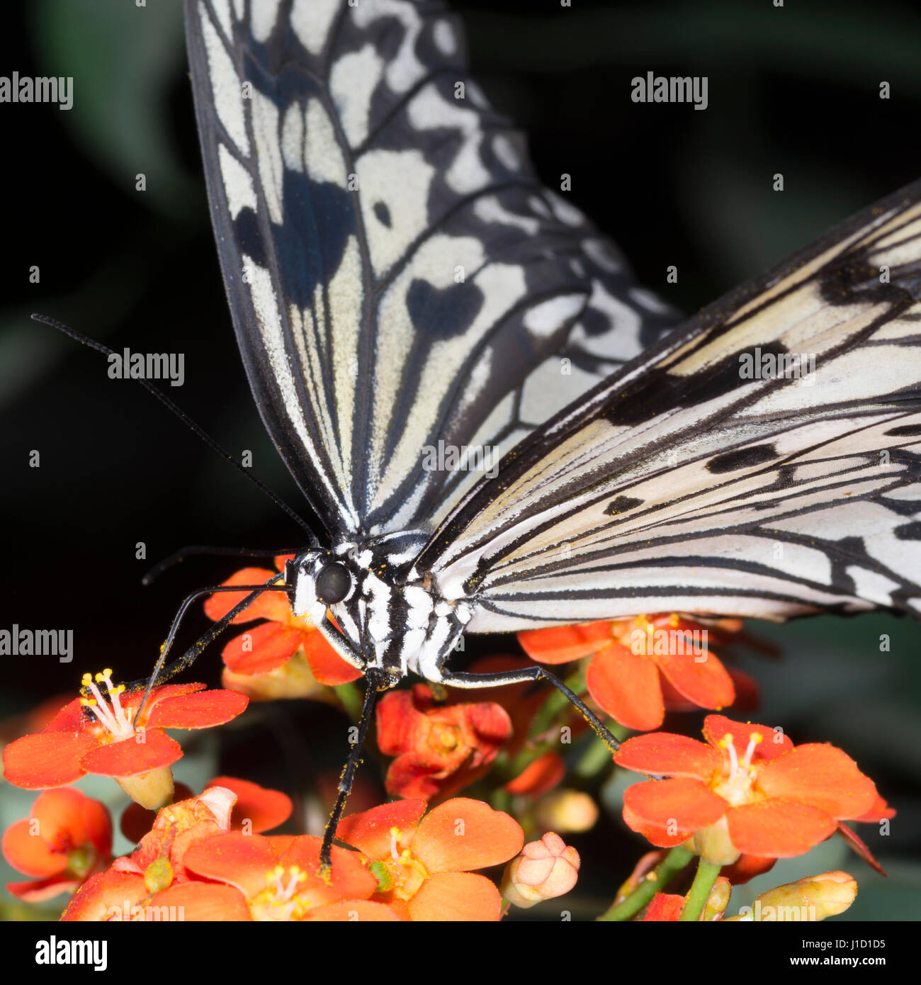 Grand arbre nymphe (idée leuconoe) est un grand papillon vivant en Asie du Sud-est, où il vit dans les clairières de la forêt et au-dessus de la canopée forestière.|plantes à fleurs (Angiosperme) Banque D'Images