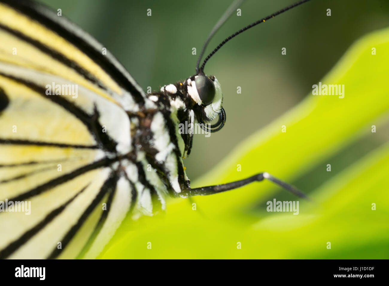 Un grand arbre Nymph (idée leuconoe) prend un repos sur une feuille verte. La plage peut atteindre 115 mm. Son vol peut sembler lent et maladroit, mais ils sont capables de voler à grande vitesse si nécessaire. Banque D'Images