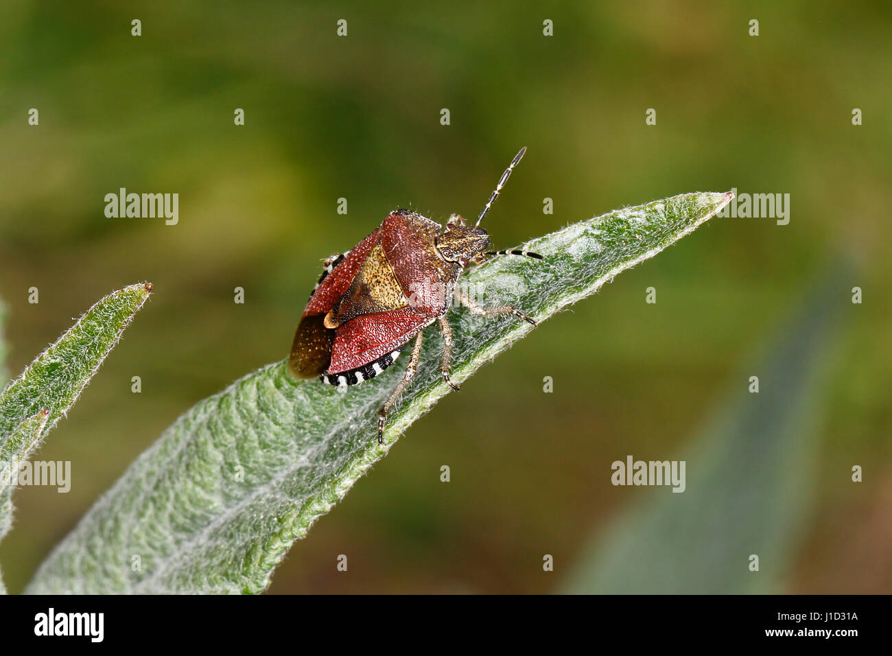 Dolycoris baccarum (Shieldbug poilue) sur la feuille en jardin Buddleja Cheshire UK Juin 1703 Banque D'Images