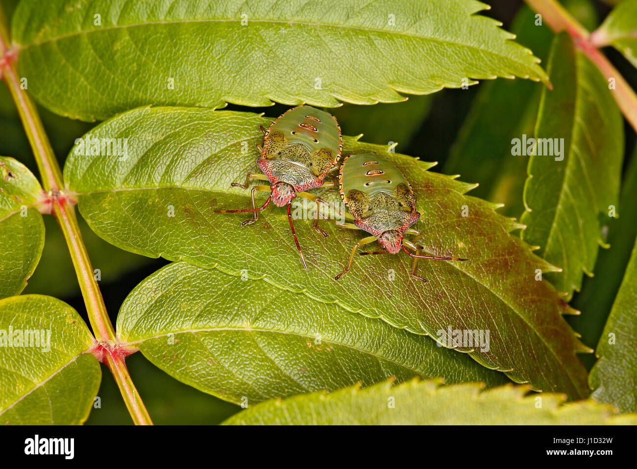 Hawthorn Shieldbug Acanthosoma haemorrhoidale (nymphes) reposant sur Rowan Tree (Sorbus) feuilles en octobre 59974 jardin Cheshire UK Banque D'Images