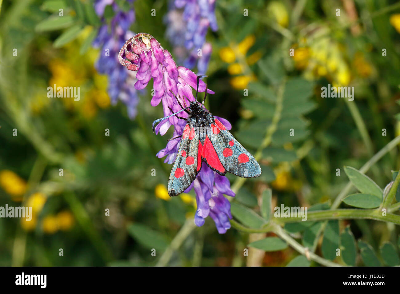 5-spot Burnet moth (Zygaena trifolii) sur vesce commune (Vicia sativa) Juillet 3161 UK Cheshire fleurs Banque D'Images