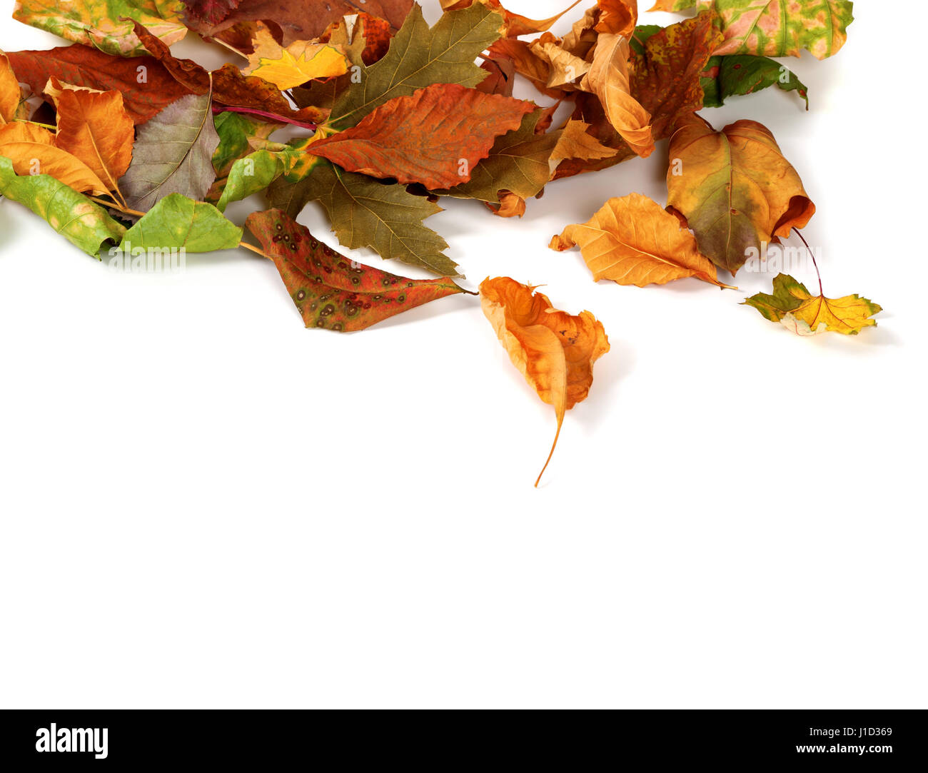 Automne feuilles séchées isolé sur fond blanc avec copie espace Banque D'Images
