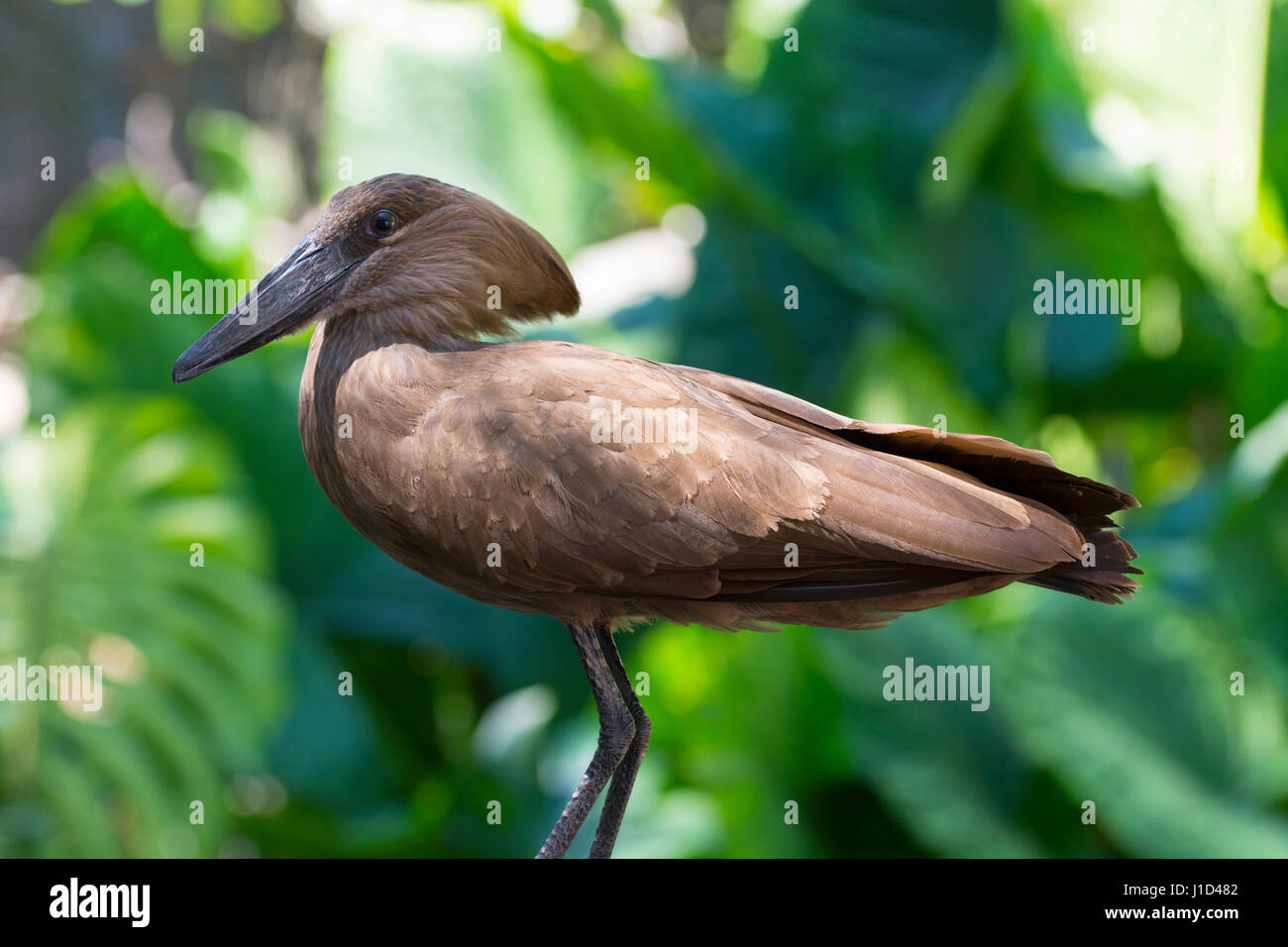 Hamerkop, Hamerkopf à oiseau Animal Kingdom, Disney World Resort, Orlando en Floride Banque D'Images