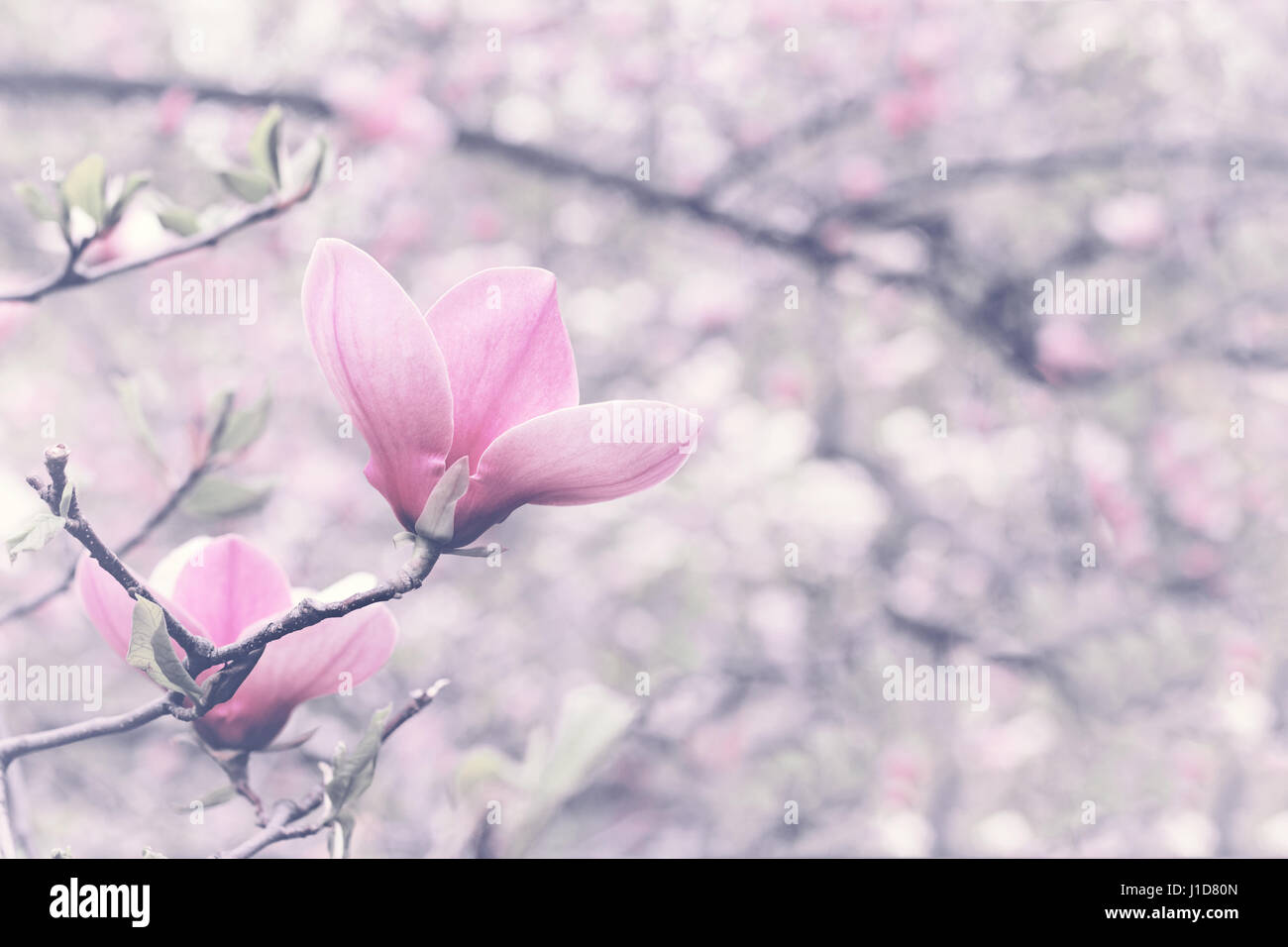 Une fleur de magnolia en fleurs arbre de printemps Banque D'Images