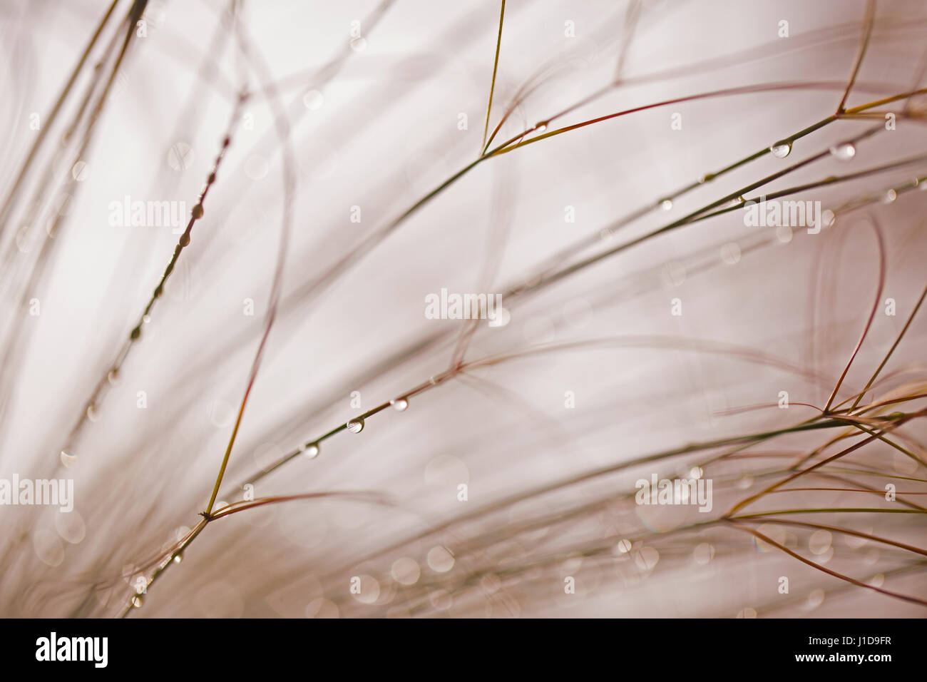 Close up de Papyrus croissant sur la rive du fleuve. Photographié en Israël en décembre l'hiver Banque D'Images