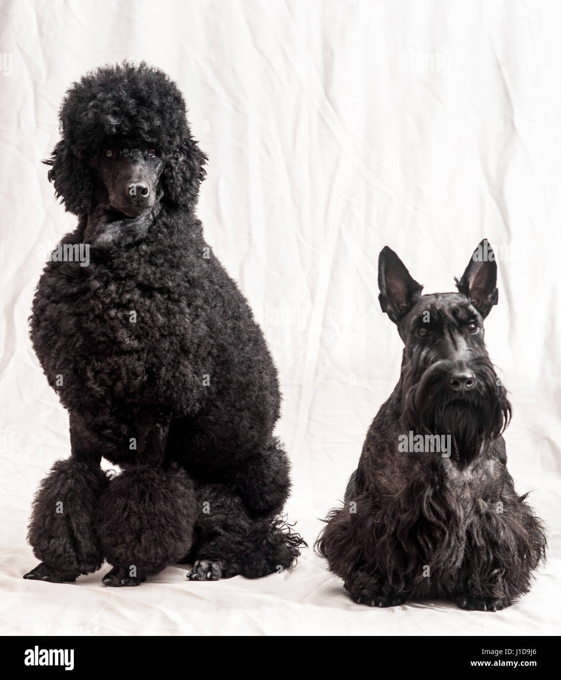 Portrait d'un caniche noir moyen ou moyen avec un Scottish Terrier chiens de race Banque D'Images