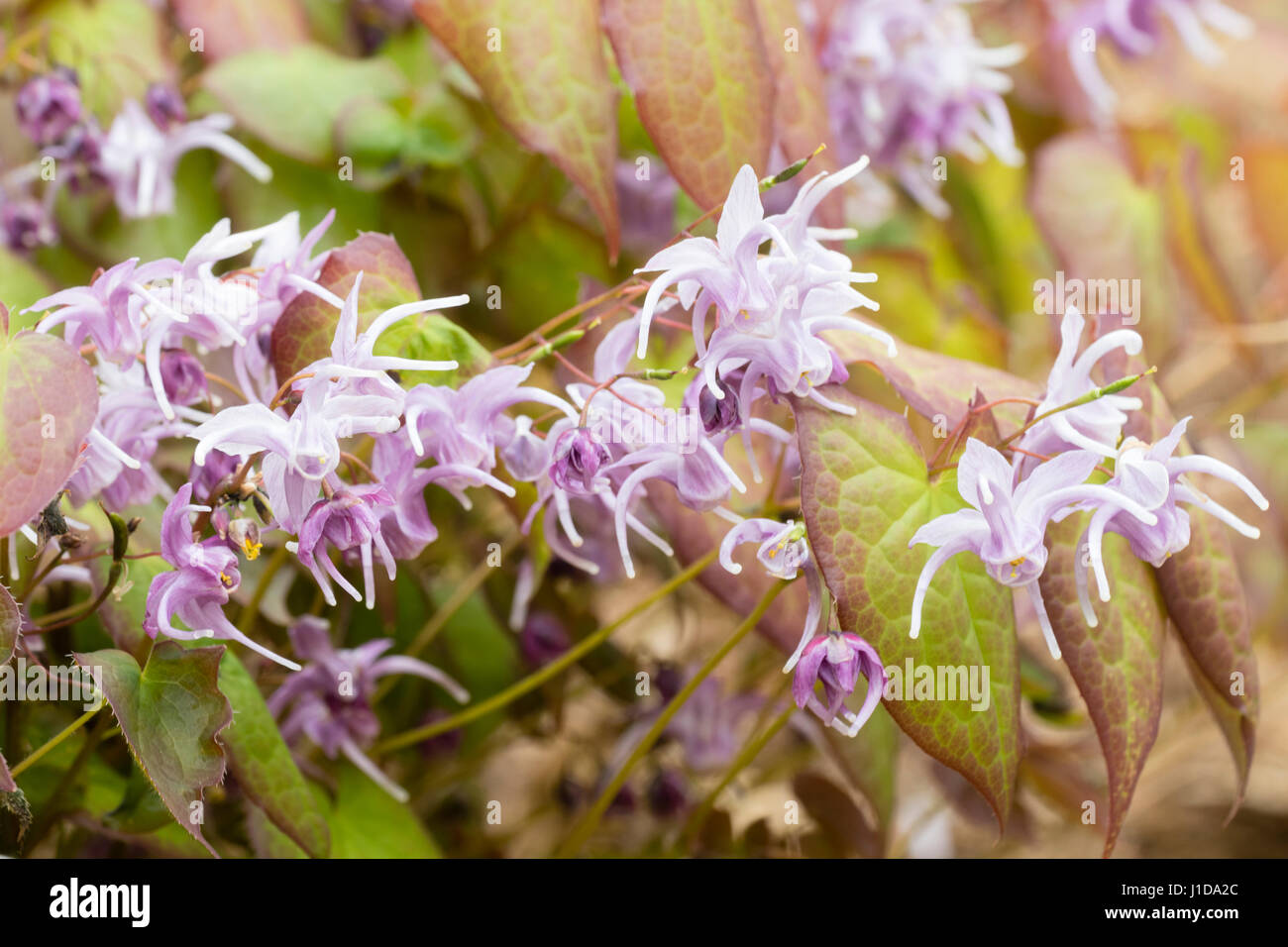 Fleurs Lilas et blanc de l'Epimedium grandiflorum vivace, barrenwort 'Lilafee' contre le feuillage bronzé printemps Banque D'Images