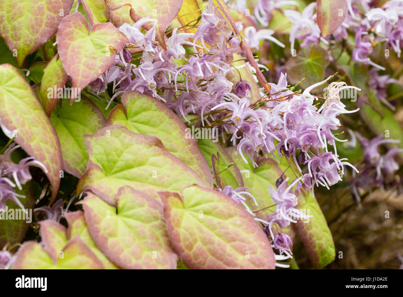 Fleurs Lilas et blanc de l'Epimedium grandiflorum vivace, barrenwort 'Lilafee' contre le feuillage bronzé printemps Banque D'Images