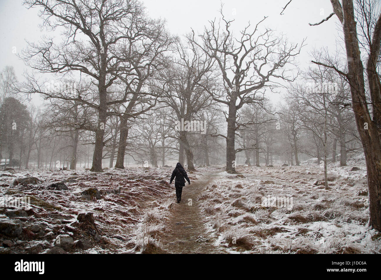 La vie en plein air avec un rhume et il neige à pied au printemps 2017 Banque D'Images