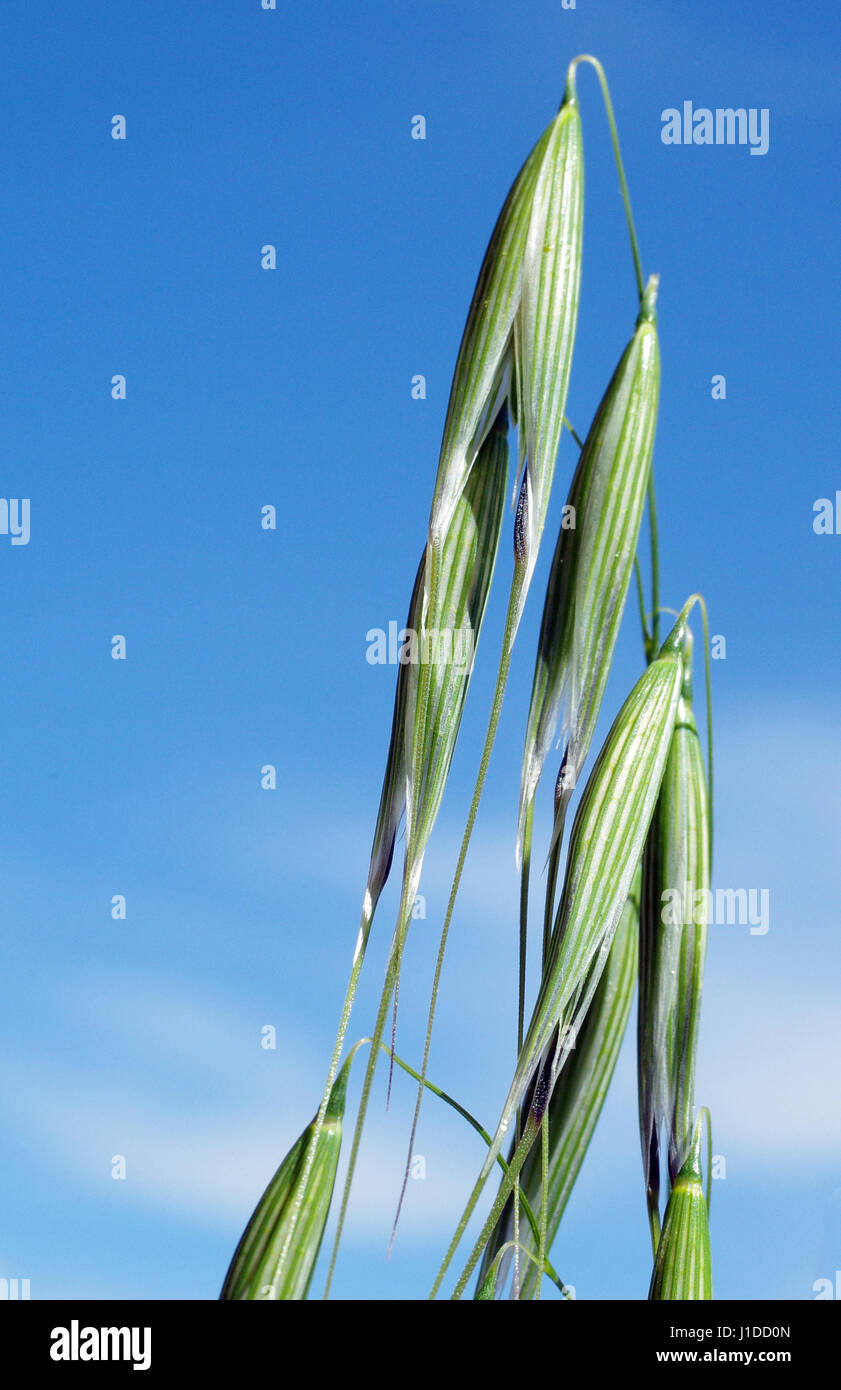 La folle avoine (Avena fatua) Banque D'Images