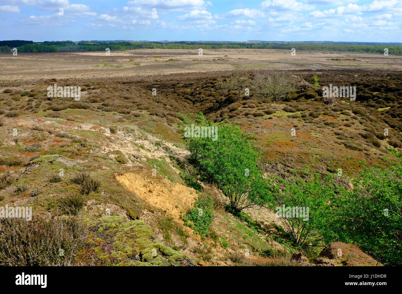 Le roydon et commune grimston Warren, West Norfolk, Angleterre Banque D'Images