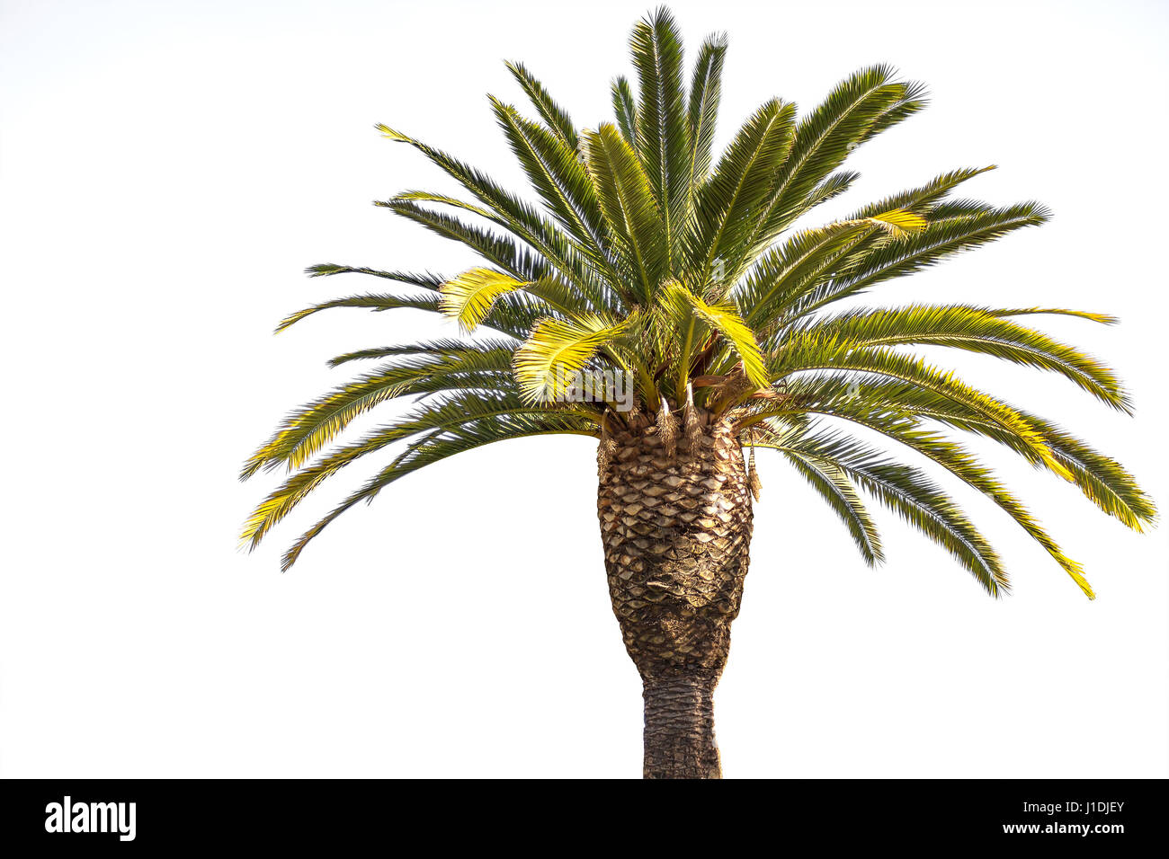 Couronne de la date palmier sur le fond blanc Banque D'Images