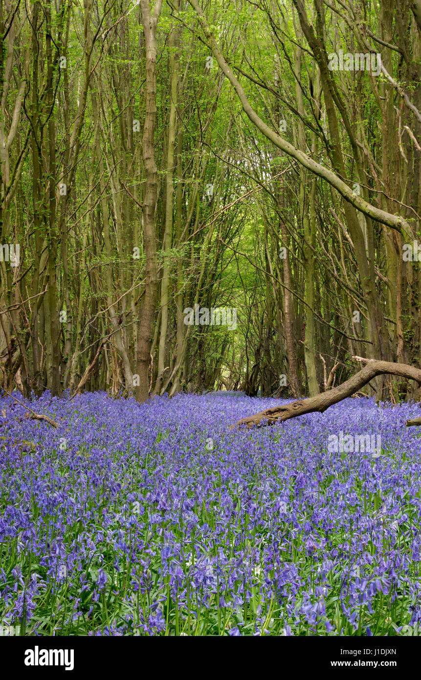 Bluebell Wood UK Banque D'Images