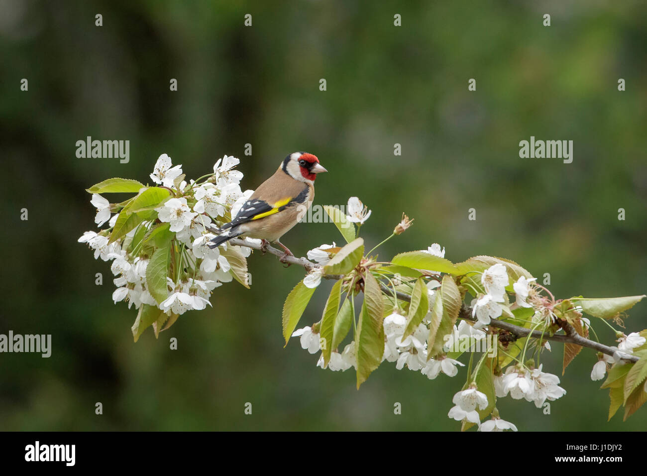 Chardonneret, Carduelis carduelis, UK Banque D'Images