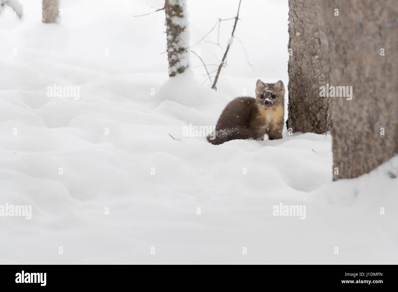 La martre des pins / Baummarder / Fichtenmarder ( Martes americana ) en hiver, assis sur le sol d'une forêt, dans la neige profonde, Yellowstone NP, USA. Banque D'Images