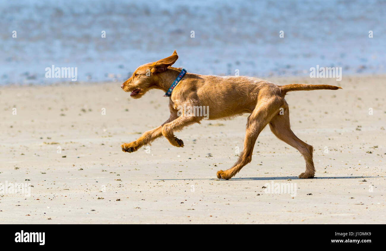 Korthals hongrois Vizsla devint chien. Vue de côté les jeunes Hongrois de couleur marron chiens chiot Vizsla devint chien qui court sur une plage de sable fin de la mer. Banque D'Images