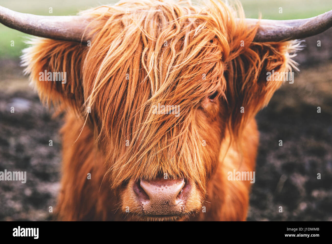 Vache Highland cattle en Ecosse Banque D'Images