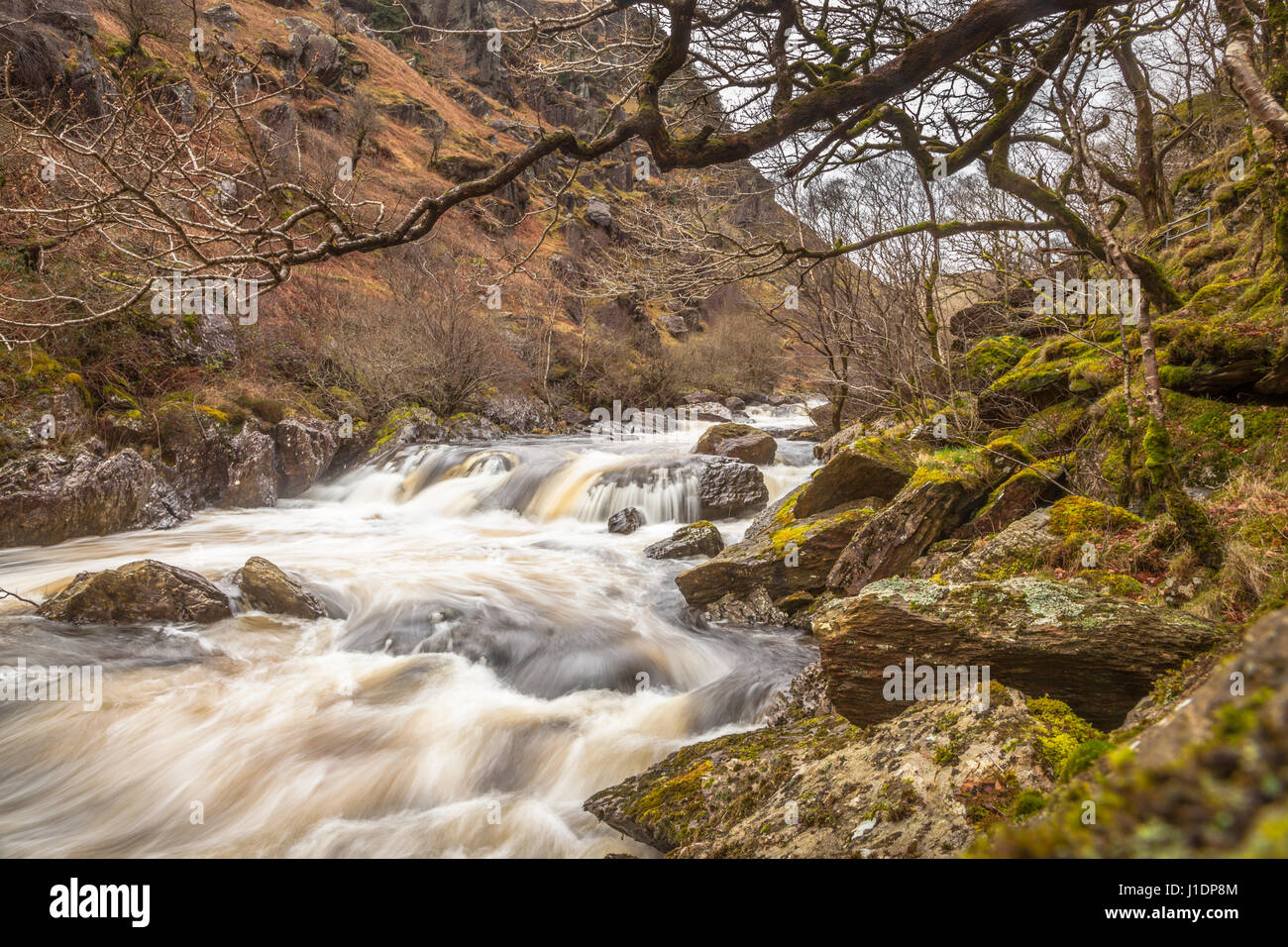 Ruisseau de montagne dans Gwenffrwd-Dinas la réserve RSPB Banque D'Images