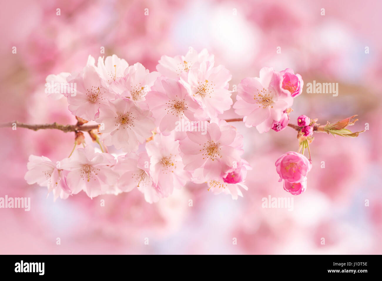 Fleur de printemps rose de l'Accolade Cerisier, Prunus Accolade Banque D'Images