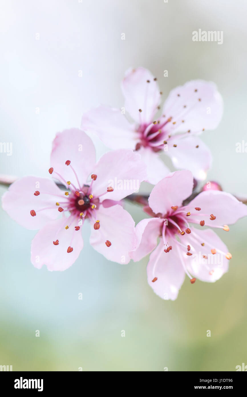 Close-up, high-key image de la délicate fleur rose tendre de Prunus cerasifera Nigra - Black Cherry Plum Blossom Banque D'Images