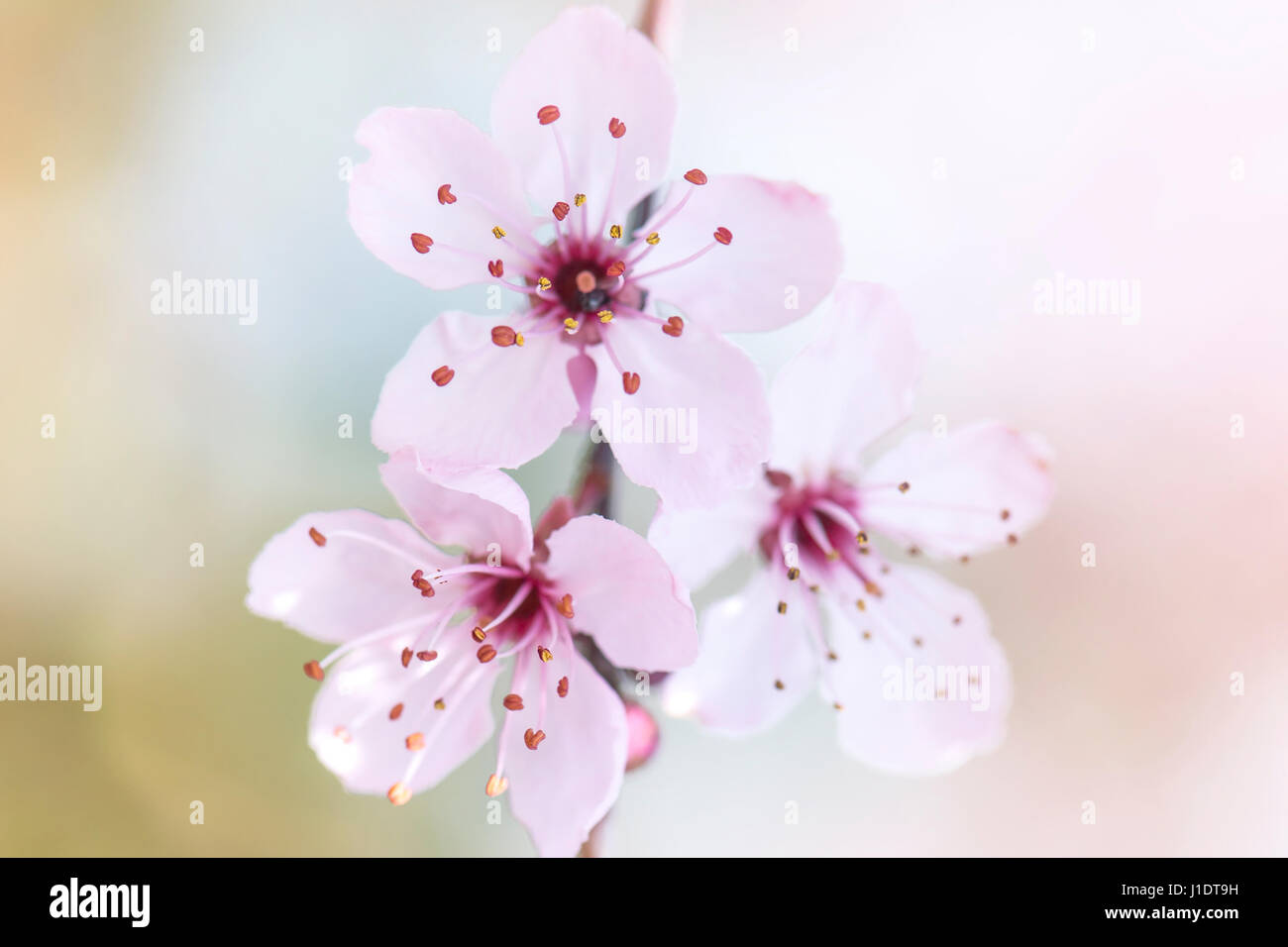 Close-up, high-key image de la délicate fleur rose tendre de Prunus cerasifera Nigra - Black Cherry Plum Blossom Banque D'Images