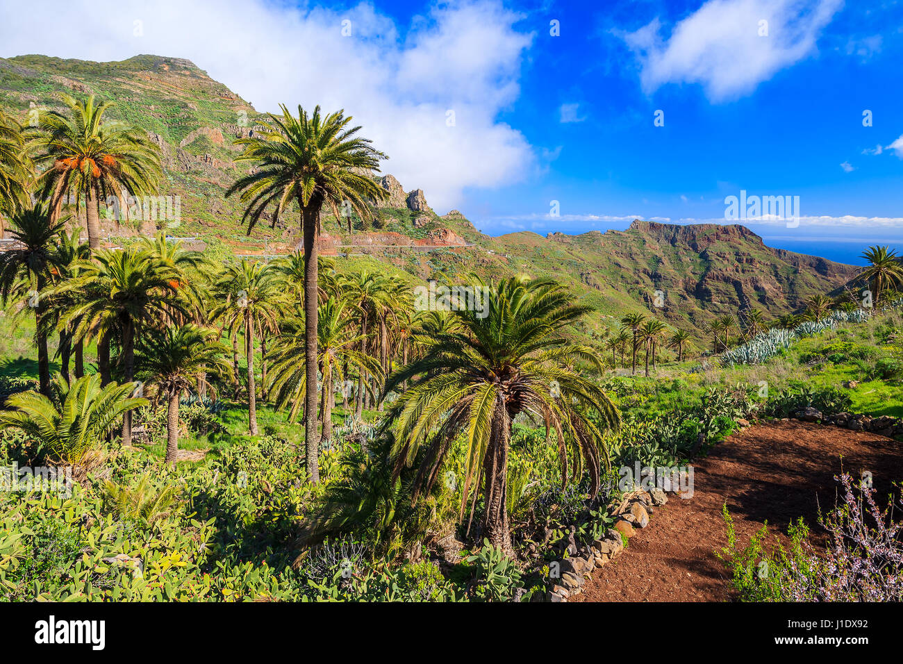Montagnes et vallée verte avec des palmiers sur la côte de l'île de La Gomera, Espagne Banque D'Images