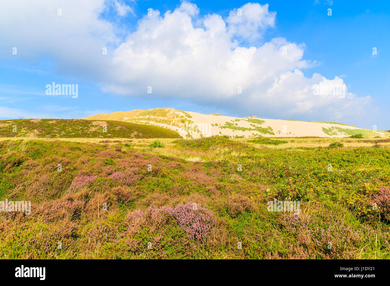 Heather fleurs sur prairie avec dune de sable en arrière-plan, l'île de Sylt, Allemagne Banque D'Images