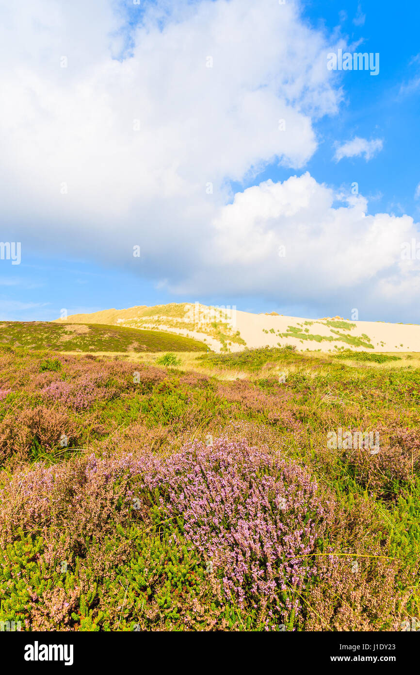 Heather fleurs sur prairie avec dune de sable en arrière-plan, l'île de Sylt, Allemagne Banque D'Images